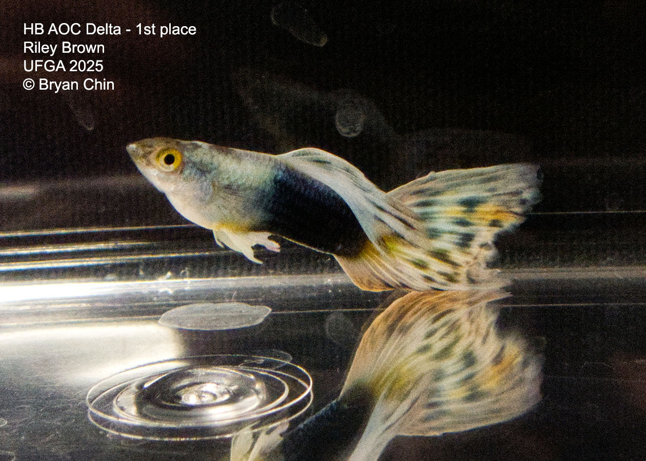 Guppy HB Bicolor